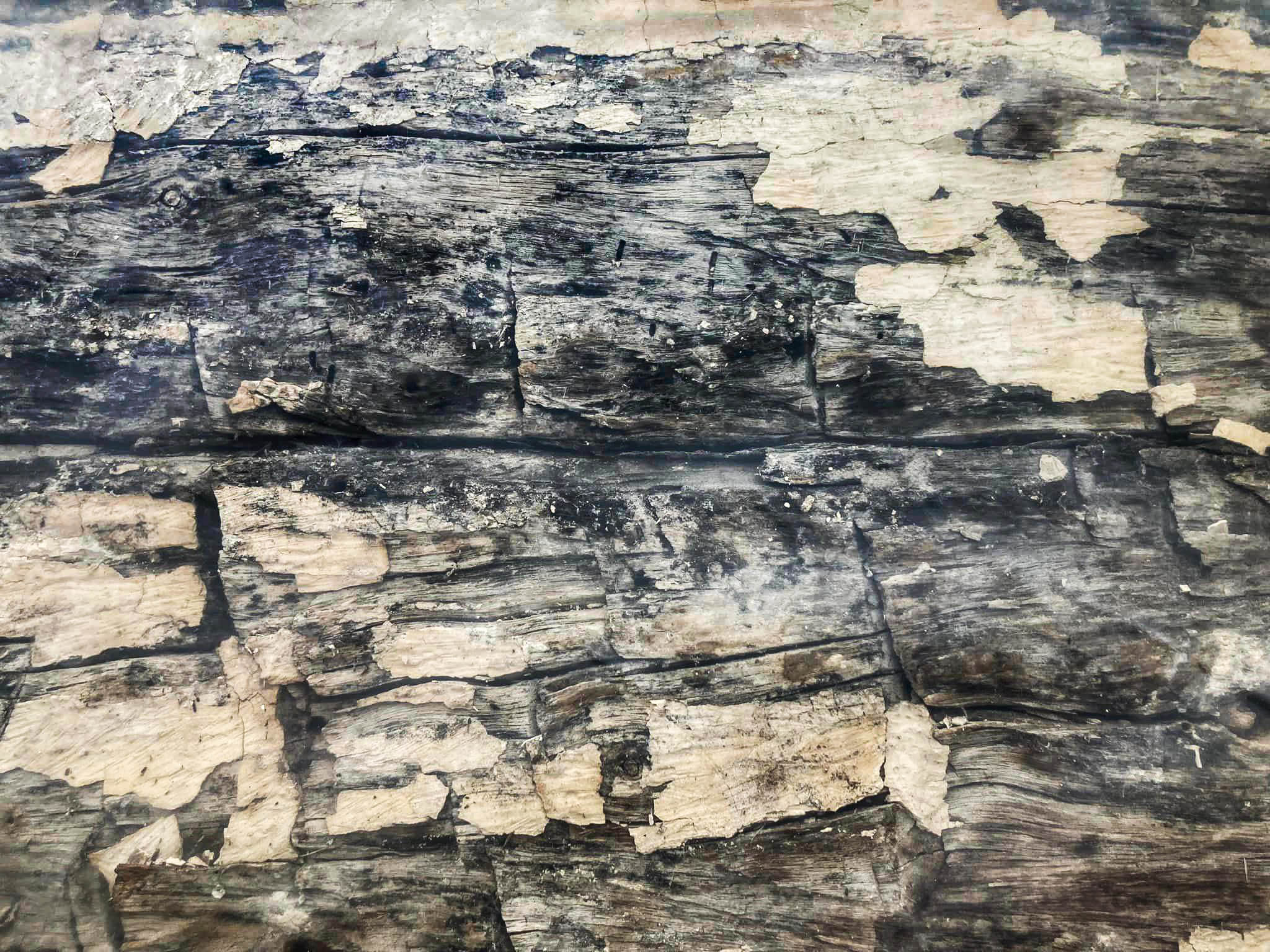 Exposed log wall Log wall